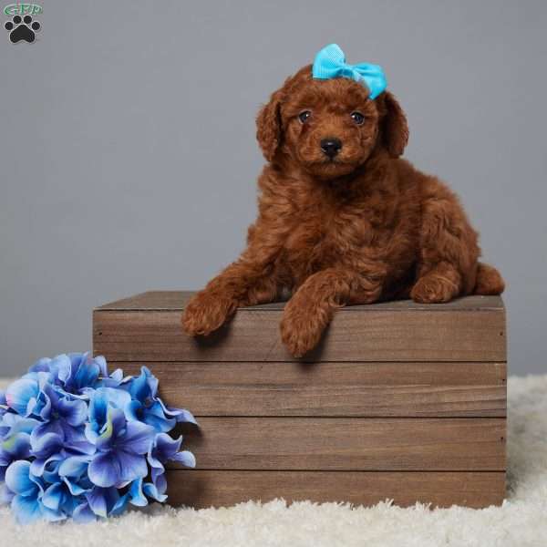 Teddy, Miniature Poodle Puppy